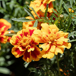 Tagetes petula